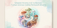 Бледная поганка и её «собратья»: 7 самых опасных грибов Липецкой области - Народное слово