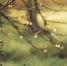 Предпоследняя неделя лета в Прикамье будет тёплой и сухой - Ветта