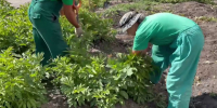В Саратове выкапывают пионы с клумбы у входа в горпарк - Провинциальный телеграфъ