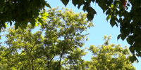 От +1°C до +28°C: прогноз погоды в Приамурье 18 августа - gtrkamur.ru - ГТРК Амур