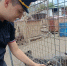 Судебные приставы Псковской области помогают четвероногим друзьям - УФССП