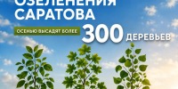 План по осенней высадке крупномеров в рамках программы озеленения Саратова - Правительство Саратовской области
