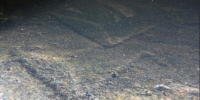 В Карелии нашли новые петроглифы, скрытые под водой 7000 лет - Gubdaily.Ru