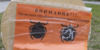 Более 5 тысяч югорчан пострадали от укусов клещей с начала сезона - ИД Новости Югры