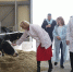 ферма_коровы - Novosti-Saratova.Ru