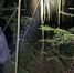 Беспилотник спас заблудившуюся женщину в глухом лесу под Кирово-Чепецком - ProGorod.Ru