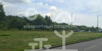 В Петербурге уничтожили борщевик на Паткановской улице - Петербургский дневник