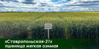 Топ-10 сортов сельхозкультур селекции ФГБНУ «Северо-Кавказский ФНАЦ», востребованных как на территории РФ, так и за рубежом - Научный аграрный центр​