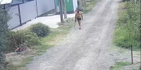 В пригороде Краснодара полуголый мужчина расстрелял кота из пневматики  - Югополис