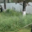 Покос травы по ул.Осканова,6А. - Администрация г. Малгобек