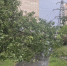Четыре дерева рухнули во время смерча и ливня в Нижнем Новгороде - фото 1 - vGorodeN.Ru