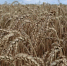 Как идет уборочная кампания-2026 в регионах Енисейской Сибири - Агентство Информационных Сообщений