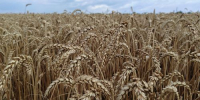 Как идет уборочная кампания-2026 в регионах Енисейской Сибири - Агентство Информационных Сообщений
