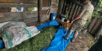 У двух амурчан изъяли более 10 килограммов марихуаны - ИА Порт Амур