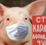 Памятка Владельцам животных по предотвращению распространения Африканской чумы свиней!. - Лебяжьевский муниципальный округ