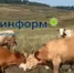 В Башкирии у подножия горы Торатау коровы устроили схватку на рогах - Башинформ