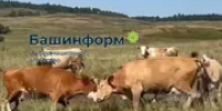 В Башкирии у подножия горы Торатау коровы устроили схватку на рогах - Башинформ