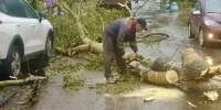 Смерч в Автозаводском районе повалил четыре дерева - ProGorodNN.Ru