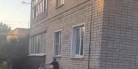 Собака едва не загрызла человека - Gorod48.ru