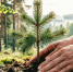 🌲 Давайте сделаем Калининградскую область ещё зеленее — посадим кедры! - Гурьевский городской округ