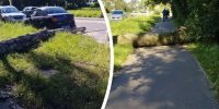 В Ярославле на Суздалке вновь рухнуло дерево - YarNews.Ru