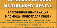 Гатчинцы могут помочь приюту для кошек - Гатчинская служба новостей