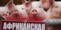 Африканская чума свиней: что нужно знать владельцу для защиты хозяйства. - Далматовский муниципальный округ