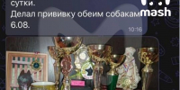 В регионе России сотни собак оказались при смерти после прививки от бешенства - Gubdaily.Ru