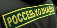 В Челябинске в популярной сети по продаже шаурмы нашли нарушения - Агентство новостей Доступ