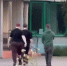 Предполагаемые похитители энгельсских бычков попали в объектив камеры - Провинциальный телеграфъ