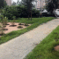 Дворы Центрального района Красноярска озеленяют в рамках грантового конкурса - 1-LINE