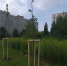 Калининградские власти назвали улицы, где в этом году высадят больше всего деревьев - Новости Калининграда | Фото: канал сити-менеджера Калининграда Елены Дятловой / Макс - Klops.Ru