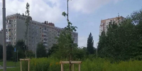 Калининградские власти назвали улицы, где в этом году высадят больше всего деревьев - Новости Калининграда | Фото: канал сити-менеджера Калининграда Елены Дятловой / Макс - Klops.Ru