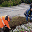 высадка цветов - ИА Nord-News.Ru