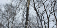 Прокуратура требует 671 тыс. рублей за сгоревшие деревья на Правой Набережной - KaliningradNews.Ru