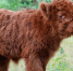 В зоосаде в Великом Устюге родился теленок коровы породы Хайленд - M24.Ru