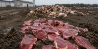 Мясокомбинат под Воронежем попался на нарушениях с отходами, загрязняющими почву - Bloknot-Voronezh.Ru