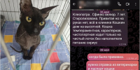 В Красноярске хозяйка выбросила в подвал 7-летнюю кошку-сфинкса - Комсомольская Правда
