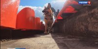 Фронтовые собаки.mp4_snapshot_00.44.018.jpg - ГТРК Кострома
