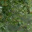 Фото: ПАИ - InformPskov.Ru