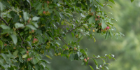 Фото: ПАИ - InformPskov.Ru