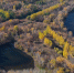 лес_Тинь_Зинь - Novosti-Saratova.Ru