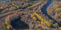 лес_Тинь_Зинь - Novosti-Saratova.Ru