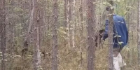 Грибная прогулка в Нижневартовском районе закончилась поисками потерявшихся - ИД Новости Югры
