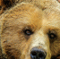 Фото: pixabay.com - Пульс Хакасии