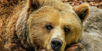 Фото: pixabay.com - Пульс Хакасии