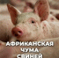 Африканская чума свиней: что нужно знать владельцу для защиты хозяйства. - Шатровский муниципальный округ