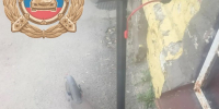 Фото: Управление Госавтоинспекции по Саратовской области (Аркадак) - Четвертая Власть