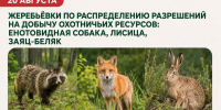 Жеребьёвки по распределению разрешений на добычу енотовидной собаки, лисицы и зайца-беляка состоятся 20 августа - Госохотдепартамент Тюменской области