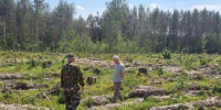 В Чувашии стартует приём заявок на конкурс «Лучшее лесничество – 2026» - Единая Россия